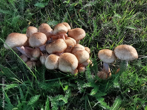 Honey Mushrooms, a wild and fresh cluster in the forest