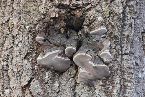 Phellinus tremulae, commonly known aspen bracket, wild polypore fungus from Finland photo