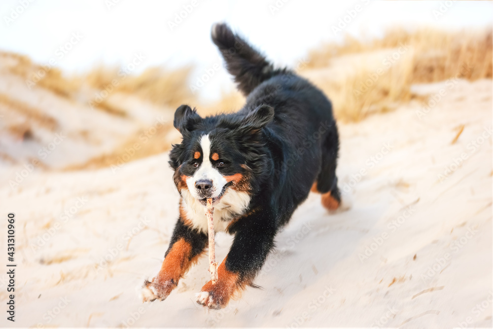 portrait of a beautiful purebred dog