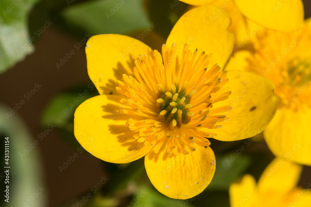 Blüte einer Sumpfdotterblume Blüte einer Sumpfdotterblume