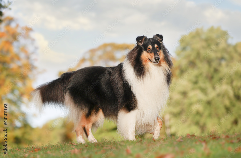 portrait of a beautiful purebred dog