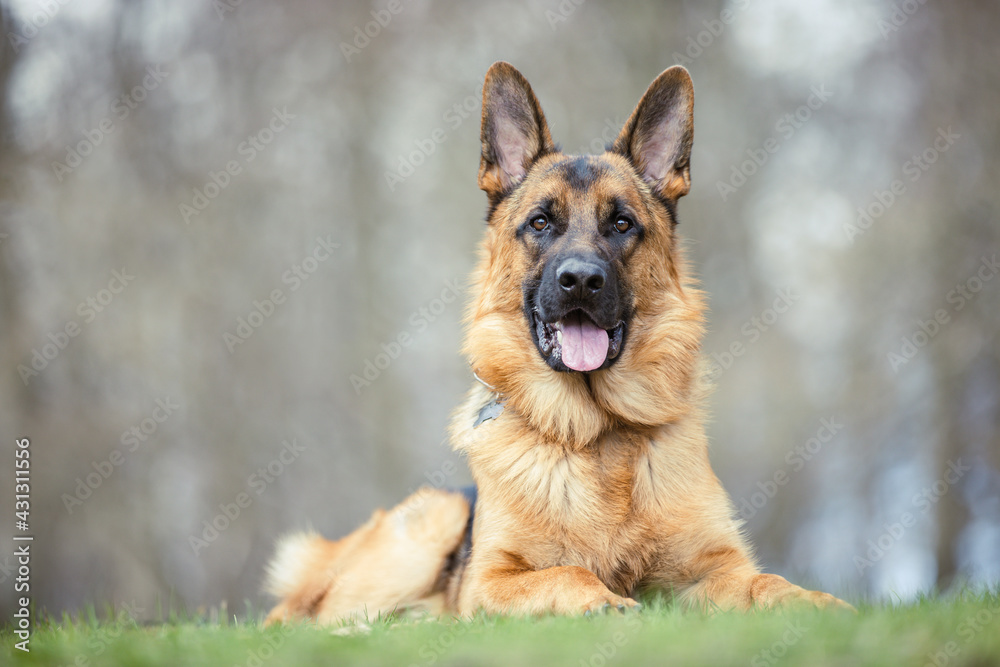 portrait of a beautiful purebred dog portrait of a beautiful purebred dog