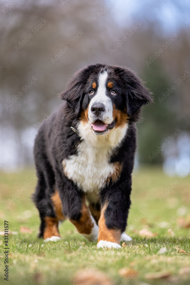 portrait of a beautiful purebred dog