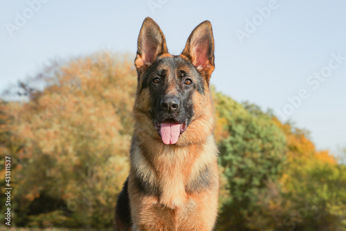 portrait of a beautiful purebred dog © Dyrefotografi.dk