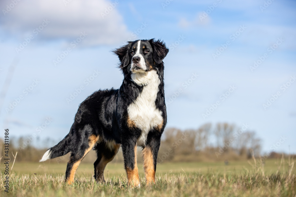 portrait of a beautiful purebred dog