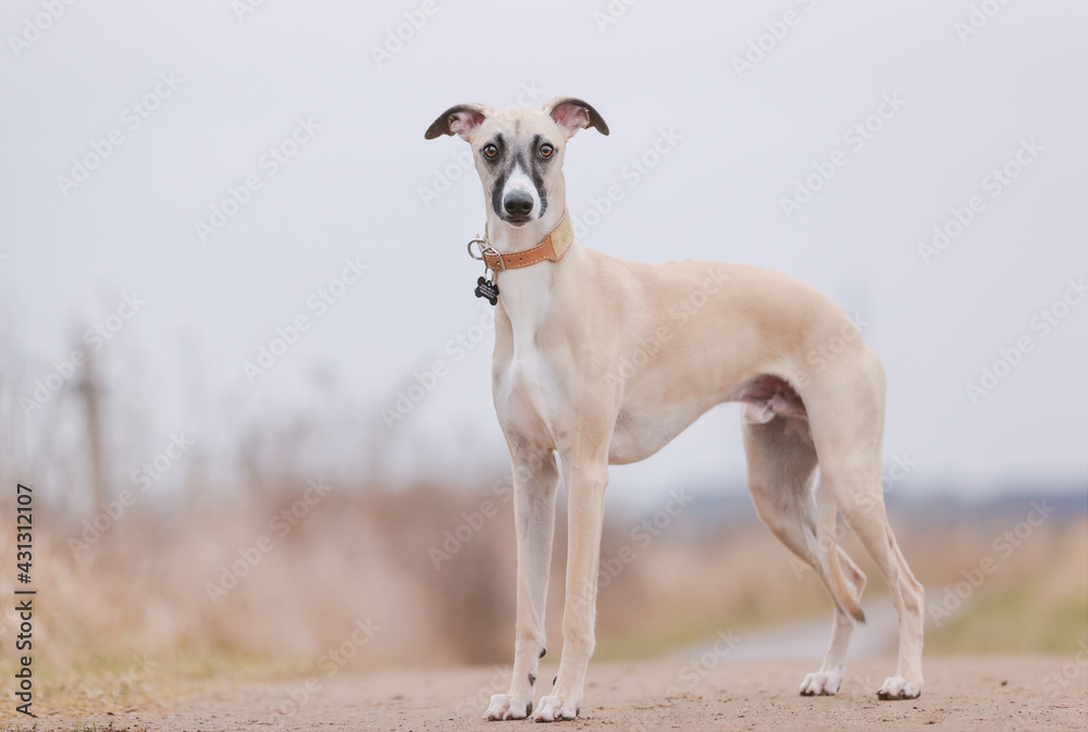 portrait of a beautiful purebred dog