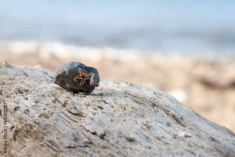 little starfish