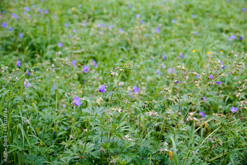 Park Ojcowski Park Ojcowski
