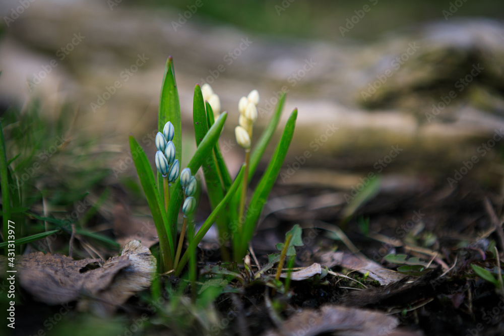 Scilla siberica flower in park at springtime Scilla siberica flower in park at springtime