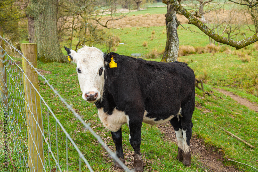Cattle on green meadow