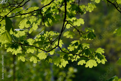 frisches blattgrün im frühling