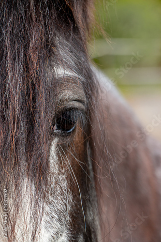A close up of a beautiful horse head, the Netherlands