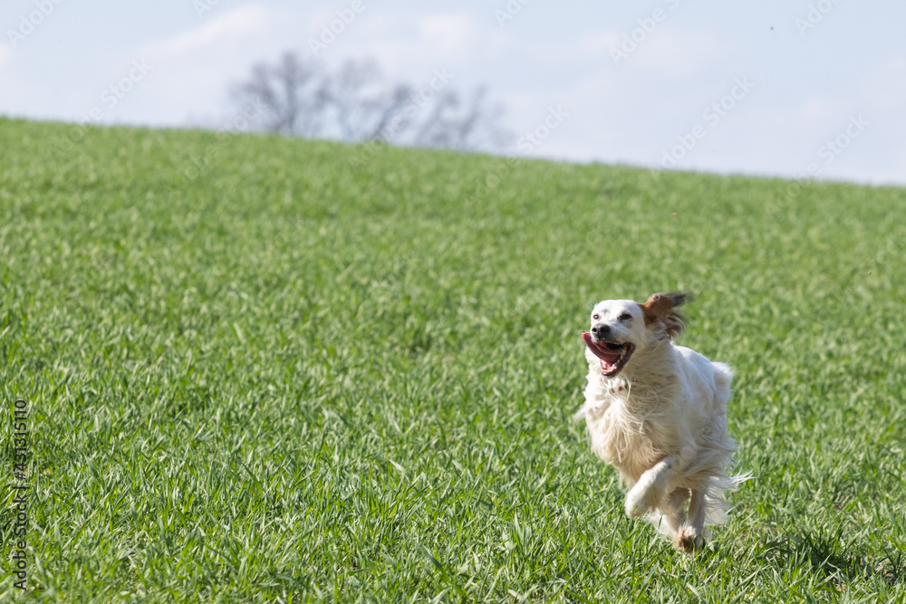 Dog running in the meadow, Setter in action Dog running in the meadow, Setter in action