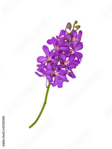 isolated purple orchid flowers with clipping path on white background a beautiful in nature of fresh vivid mokara orchids flower from tropical garden