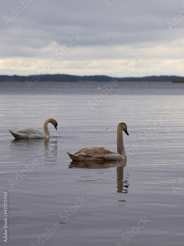 White swan family on the Baltic Sea coast in Finland.