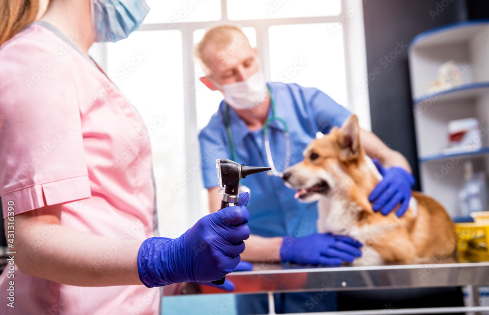 A team of veterinarians examines the ears of a sick Corgi dog using an otoscope A team of veterinarians examines the ears of a sick Corgi dog using an otoscope