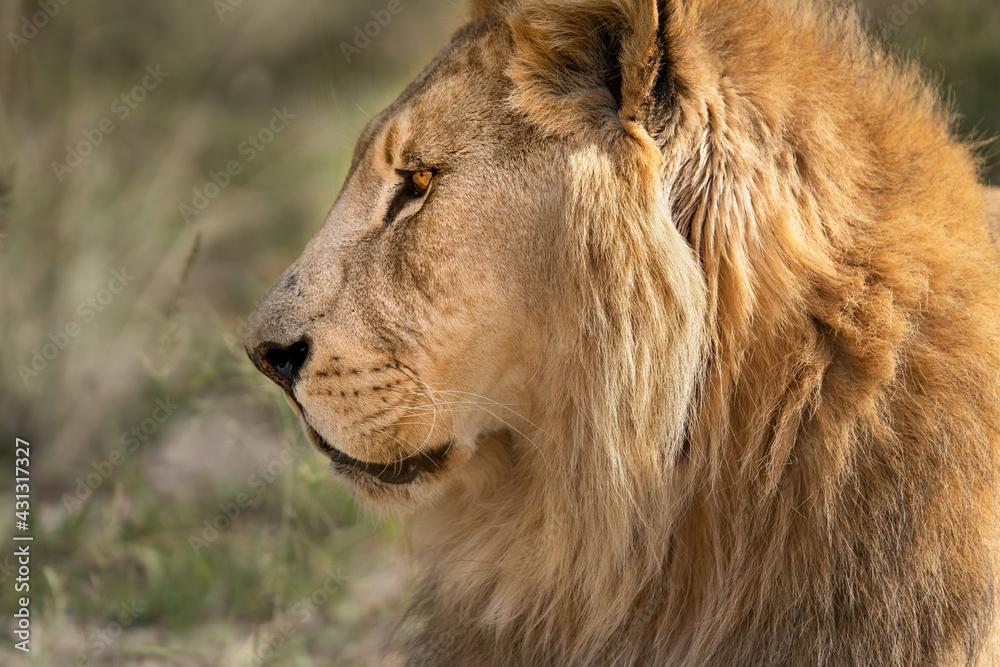 Portrait of great male African lion king of the jungle - Mighty wild animal in nature, roaming the grasslands and savannah of Africa