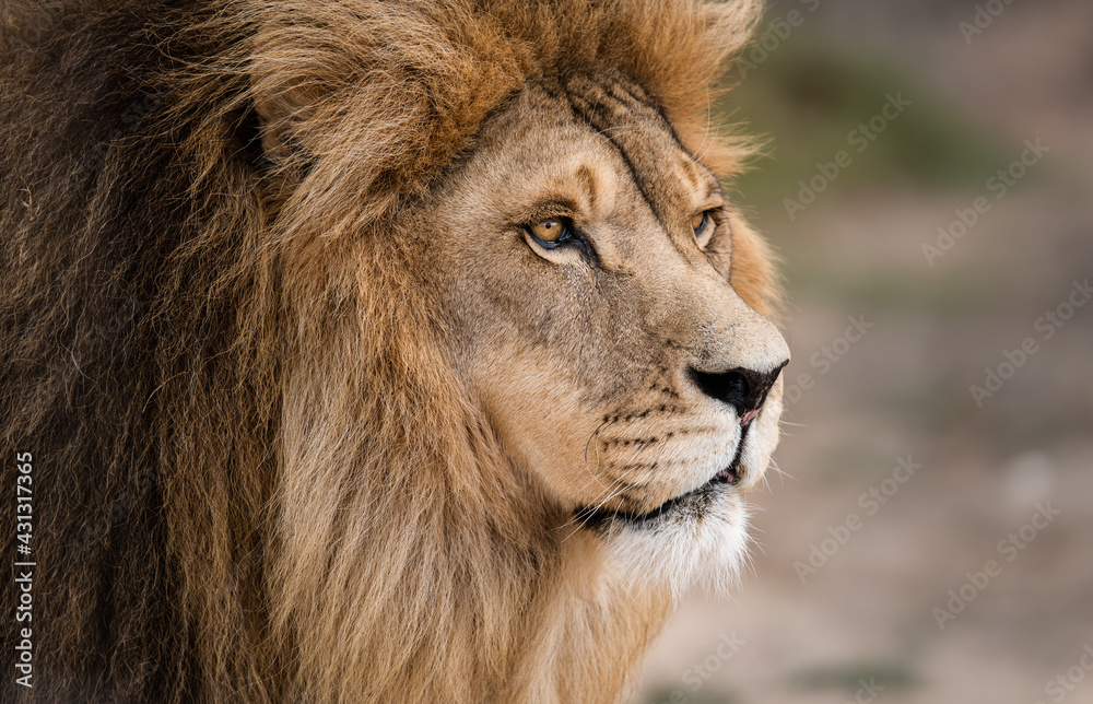 Fototapeta premium Close-up portrait of magnificent male African lion king of the jungle - Mighty wild animal in nature, roaming the grasslands and savannah of Africa