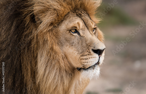 Close-up portrait of magnificent male African lion king of the jungle - Mighty wild animal in nature  roaming the grasslands and savannah of Africa