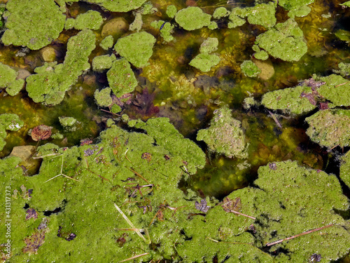 Pond with green aquatic vegetatio photo