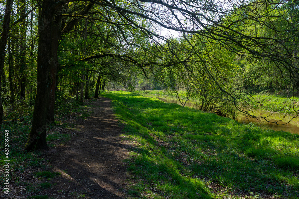 Hiking trail in nature reserve 'Olens Broek' on a sunny day in spring (Antwerp, Belgium)