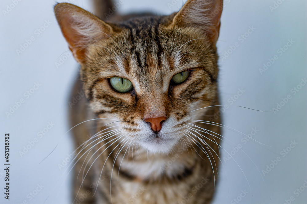 close up portrait of a cat close up portrait of a cat