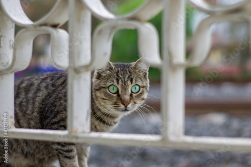 scared cat © Serhat
