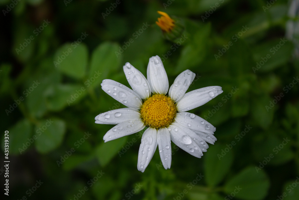 white daisy in the garden