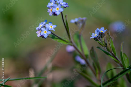 Myosotis sylvatica wood forget-me-not beautiful flowers in bloom, wild plants flowering in forests