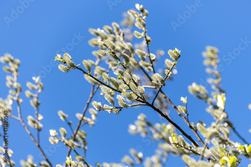 twigs of blossoming pussy willow on a background of blue sky