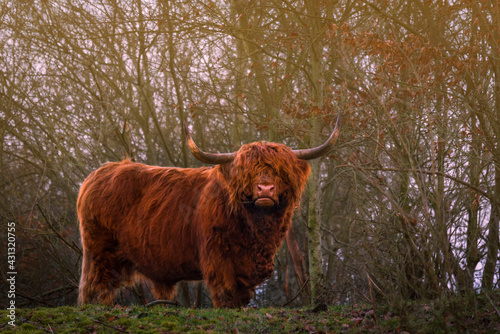 scottish highland cow