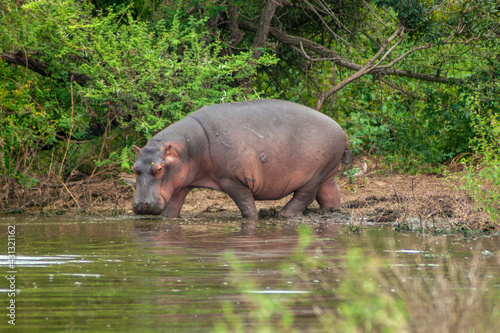 Tableau sur toile hippopotamus in water