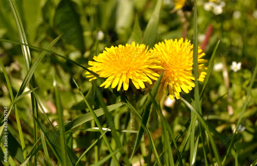 Two flowers of Common dandelion in a meadow Two flowers of Common dandelion in a meadow