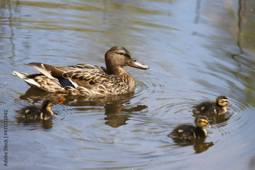 Mother and Mallard Ducklings in nature, baby ducks Mother and Mallard Ducklings in nature, baby ducks