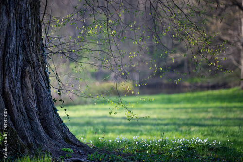 Fototapeta Naklejka Na Ścianę i Meble -  Pierwsze wiosenne dni