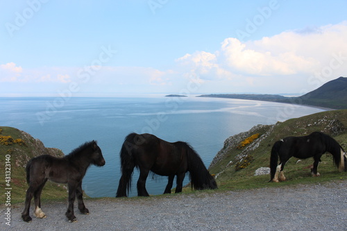 A photograph of wild horses at Rhossili Bay, on the Gower peninsula, Wales, UK