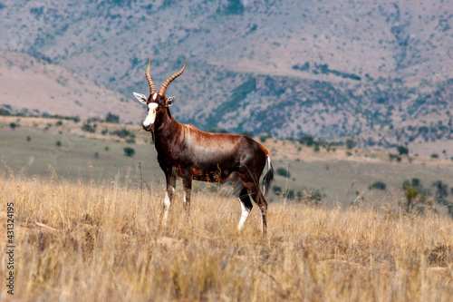 bontebok