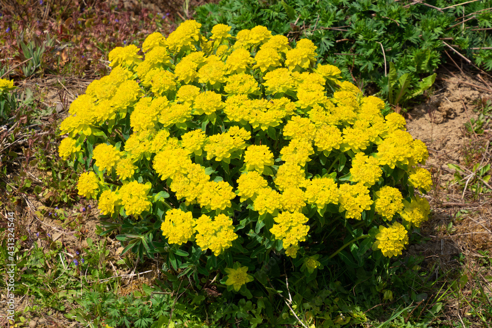 Cushion spurge plant in full bloom in the early spring sun Cushion spurge plant in full bloom in the early spring sun