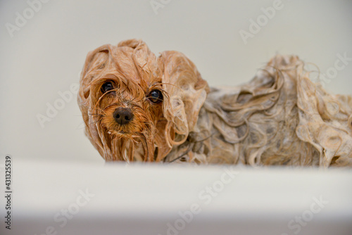 mokry pies , kąpiel psa
