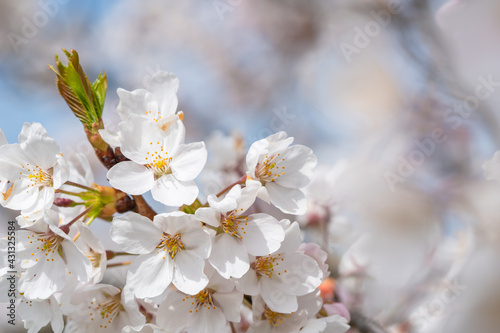 white sakura (cherry) blossoms on a branch