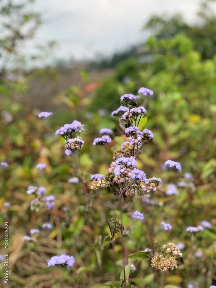 The purple flower picture was taken in the Kodaikanal forest. The purple flower picture was taken in the Kodaikanal forest.