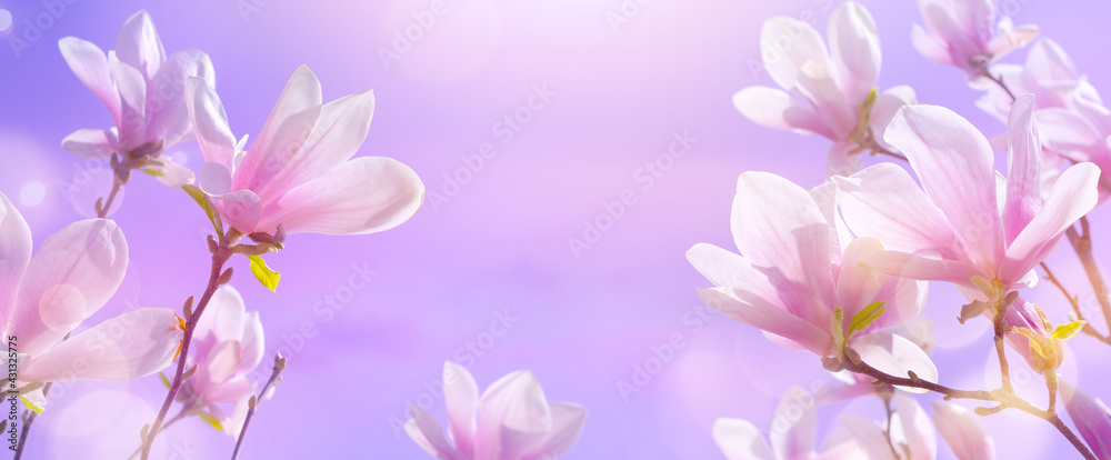 abstract nature spring background. Flowering magnolia tree