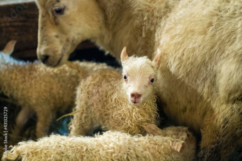 Sheep breeding in Iceland photo