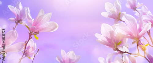 abstract nature spring background. Flowering magnolia tree