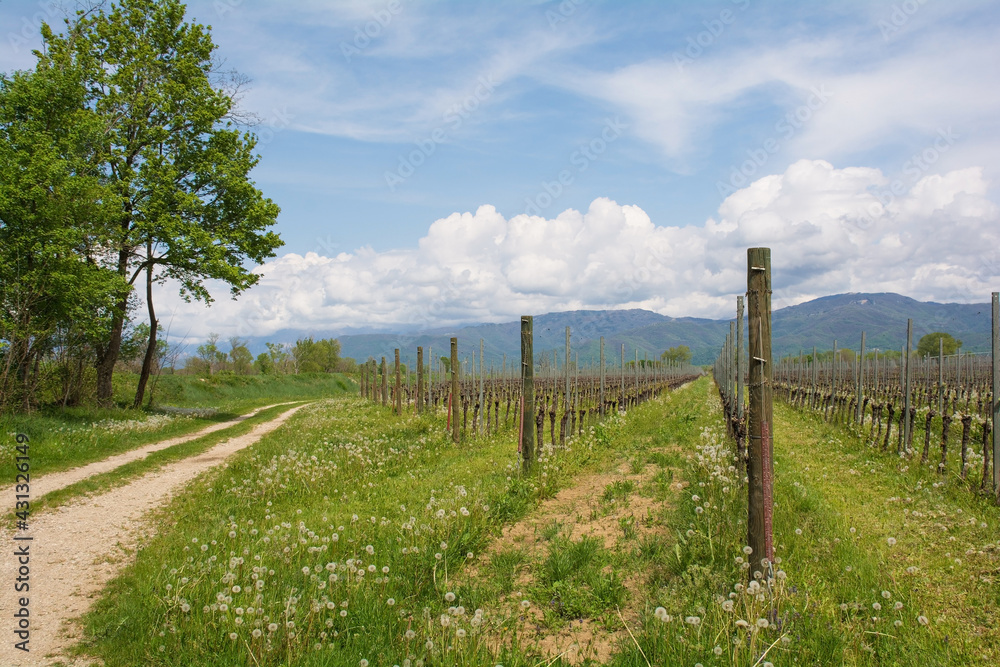 A vineyard close to the north east Italian village of Orzano in Friuli-Venezia Giulia in late April. The grapevines are only just starting their spring growth
