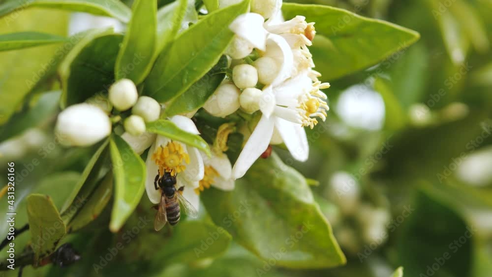Honey Bee Collects Pollen from Citrus Orange Blossom Flowers 4K