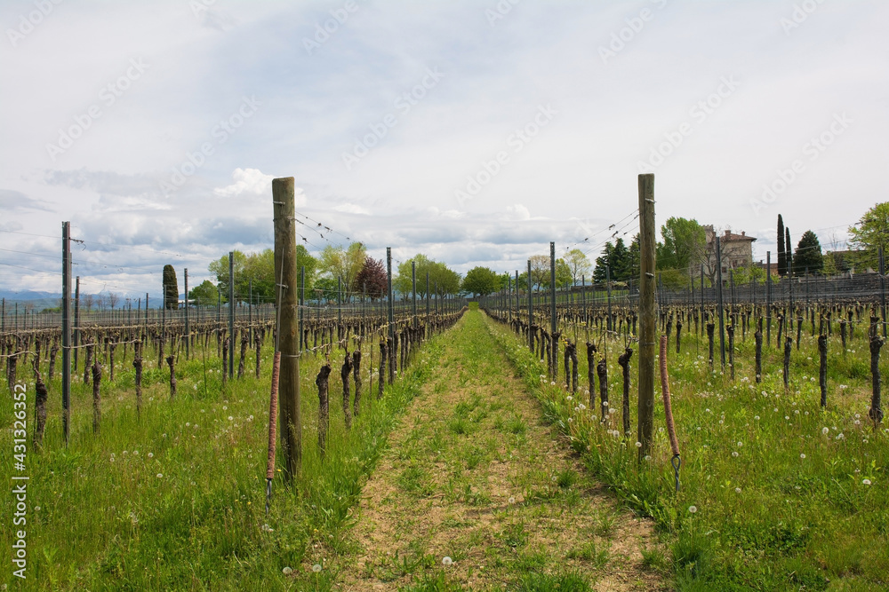 A vineyard close to the north east Italian village of Orzano in Friuli-Venezia Giulia in late April. The grapevines are only just starting their spring growth
