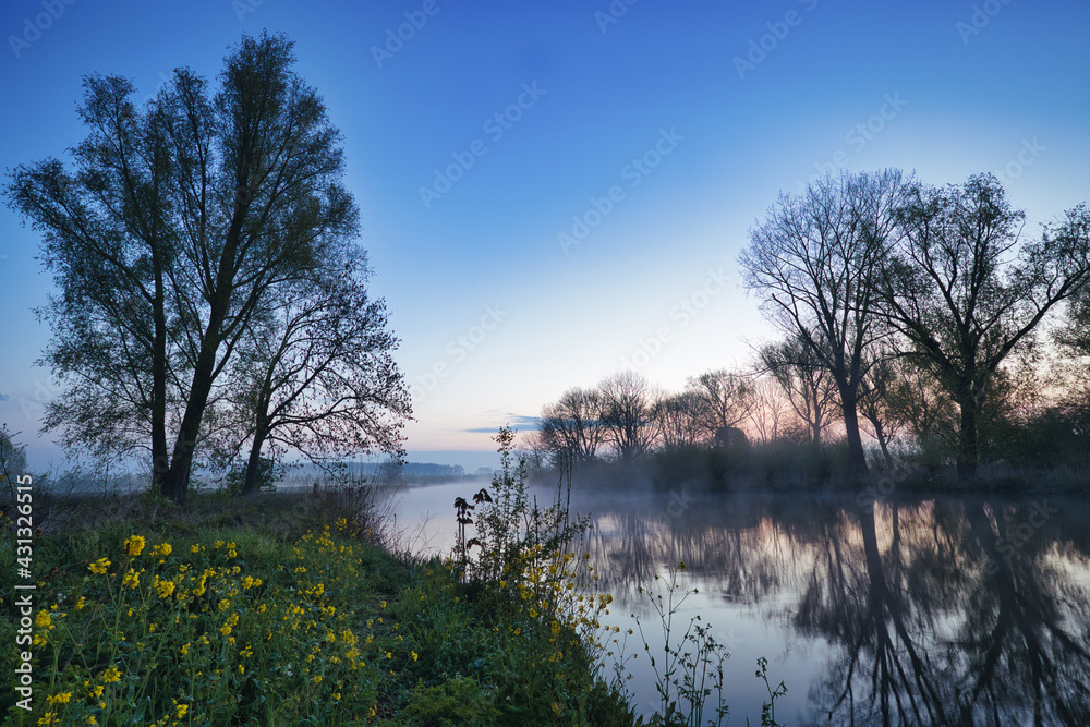 Obraz premium Horizontal view on small river Linge with yellow rapeseed and grass in front, trees on the horizon and morning haze on the water with reflections during blue hour in spring. Betuwe in Netherlands.