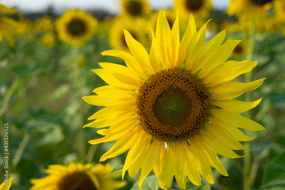 Naklejka premium Outdoor sunflower field