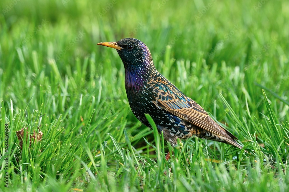 Starling bird looking for food in the grass. Side view, close up. Genus species Sturnus vulgaris. Starling bird looking for food in the grass. Side view, close up. Genus species Sturnus vulgaris.
